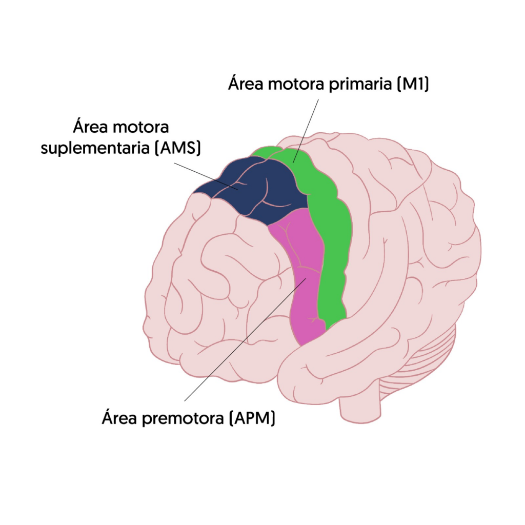 Fuente: https://neuro-class.com/corteza-motora-funciones-y-mecanismos-de-control-motor/